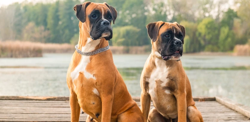 Boxer dogs sitting by the water