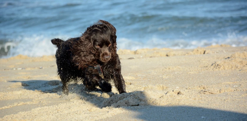 Boykin Spaniel running in the sand