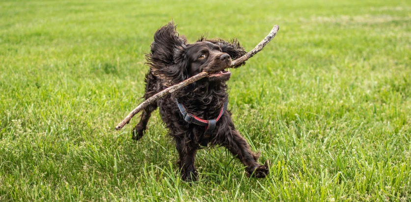 Boykin Spaniel holding a stick
