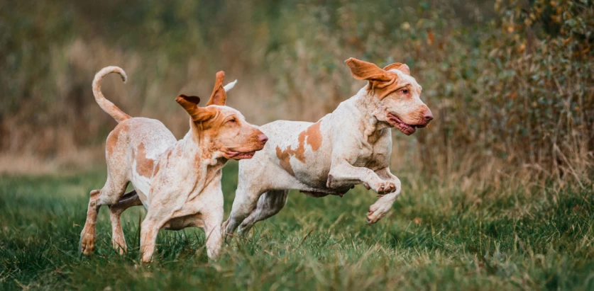 Bracco Italiano dogs running in a field
