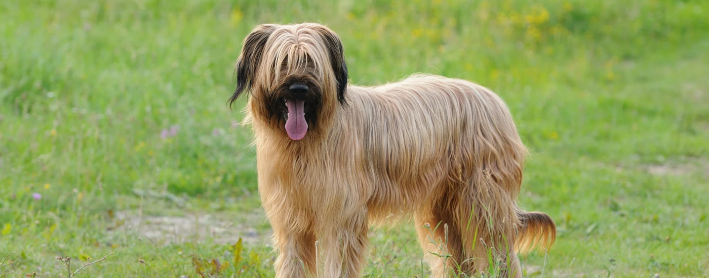 Briard standing in a meadow
