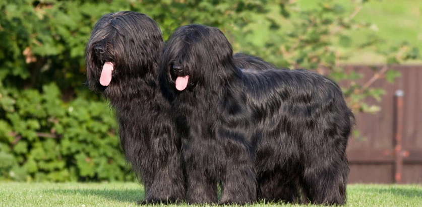 Briard dogs standing together