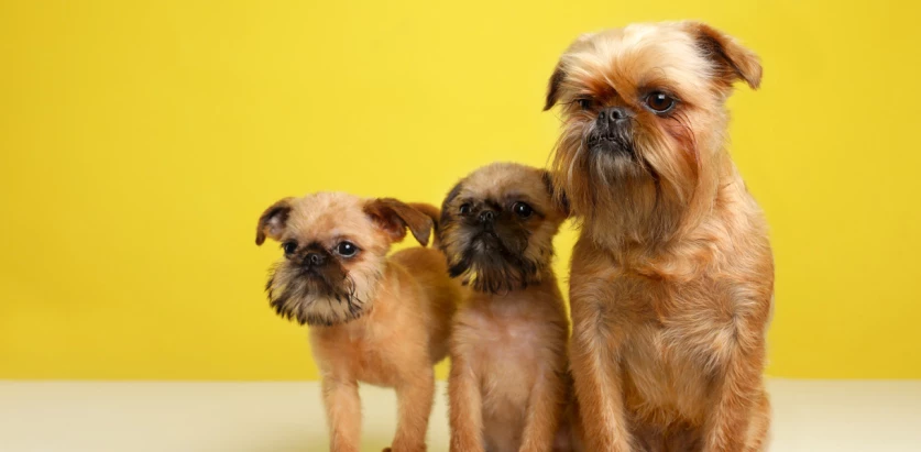 Brussels Griffon family