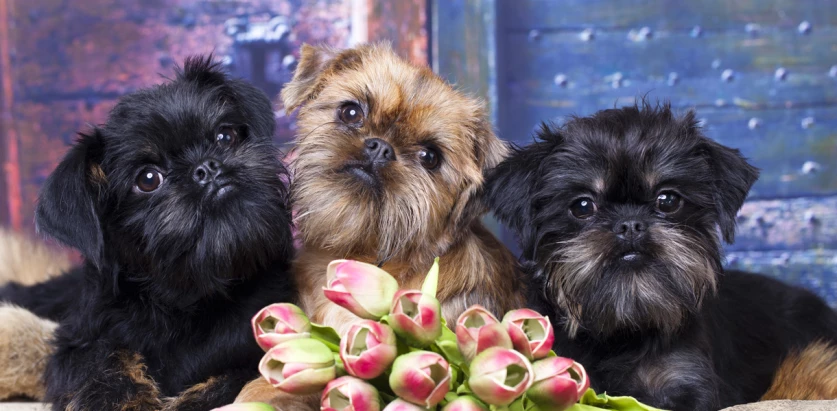 Brussels Griffon dogs sitting together