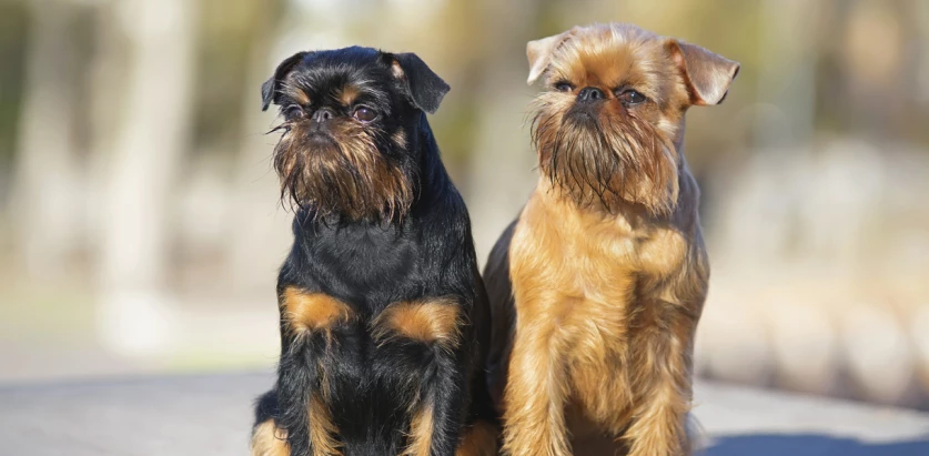 Brussels Griffon brown and black sitting