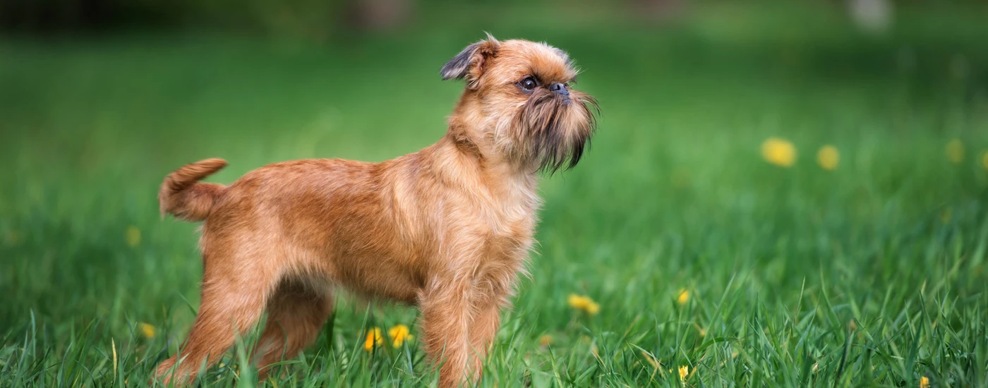 Brussels Griffon standing side view