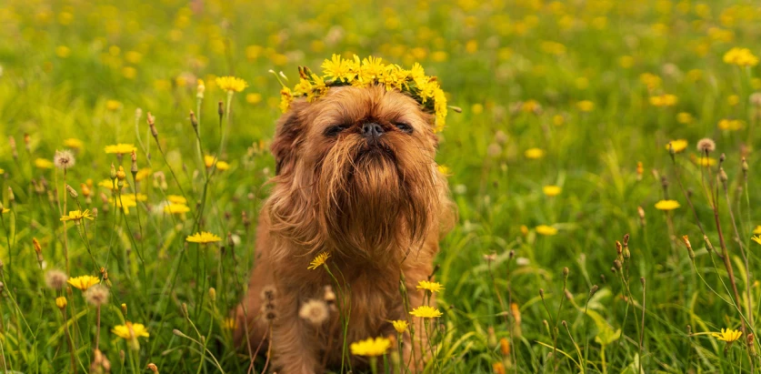 Brussels Griffon with a flower crown
