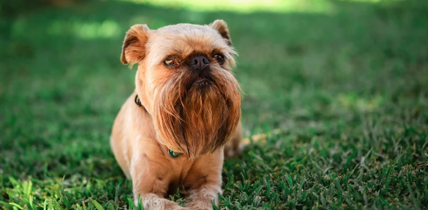 Brussels Griffon laying down on grass