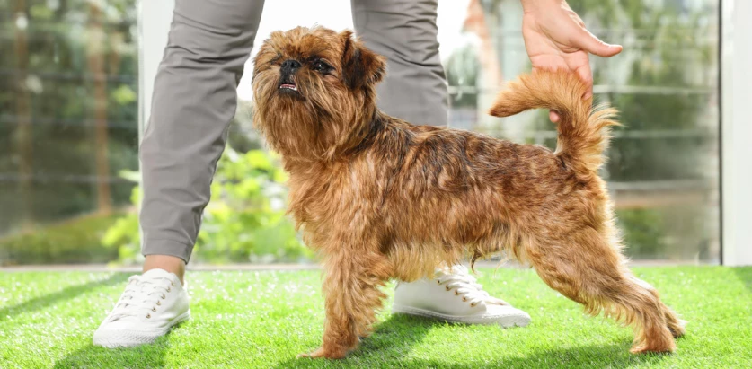 Brussels Griffon standing in front of human
