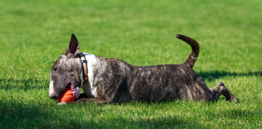 Bull Terrier playing with a toy