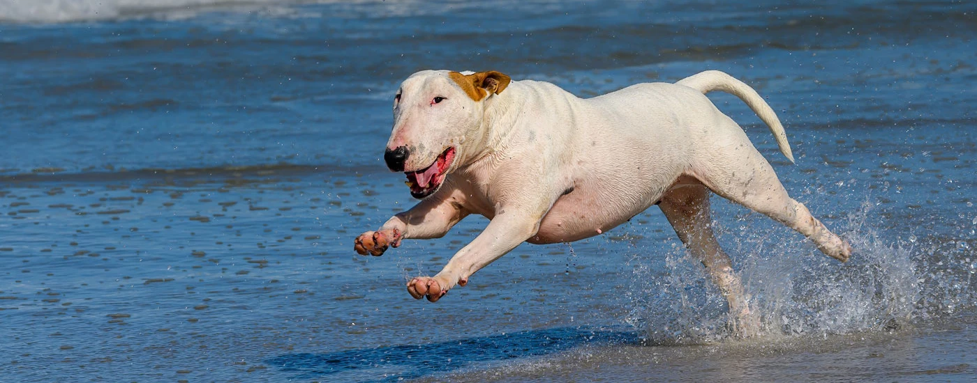 Bull Terrier running in the water