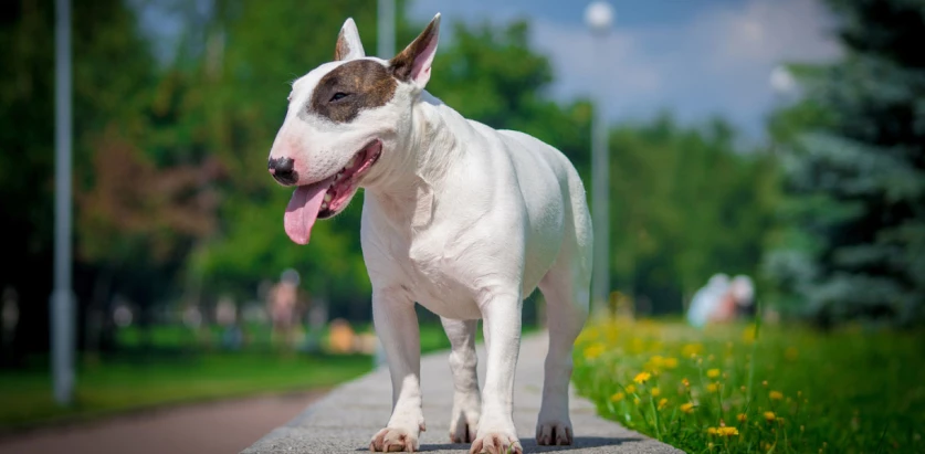 Bull Terrier standing in a path way