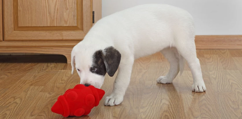 Bullador pup playing with toy