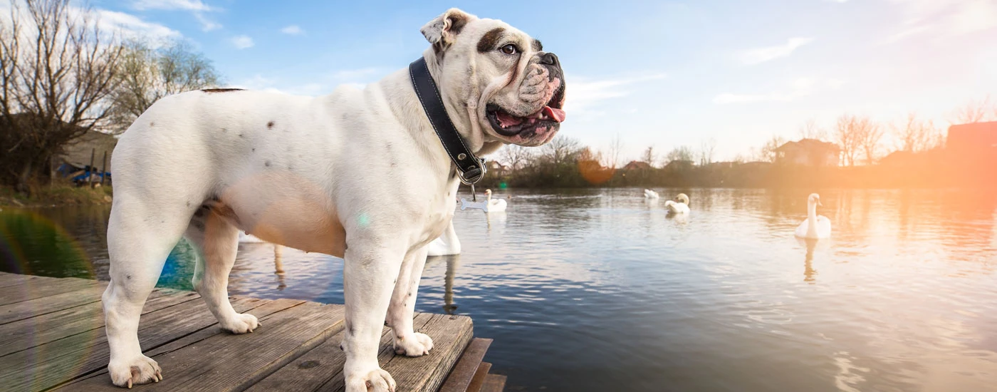 Bulldog standing near water