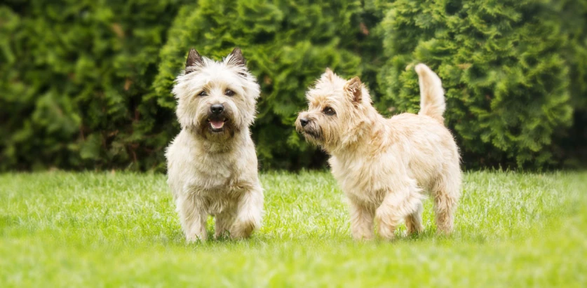 Cairn Terrier dogs walking