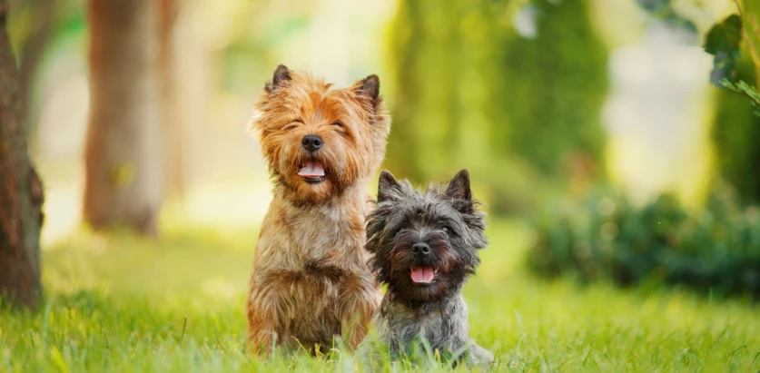 Cairn Terrier dogs in the woods