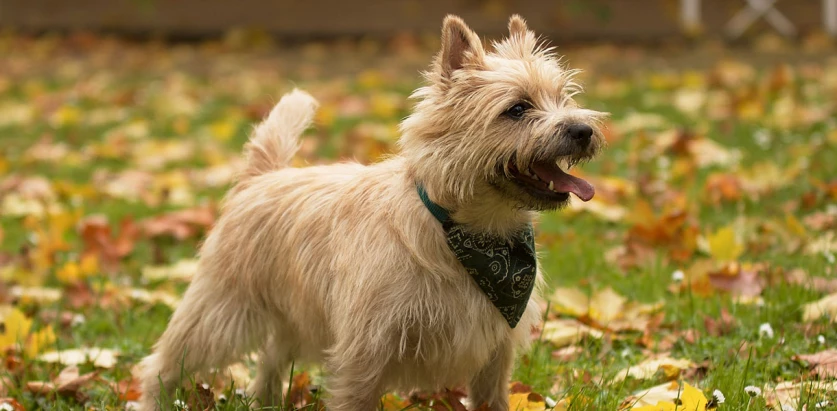 Cairn Terrier with bandana standing on leaves