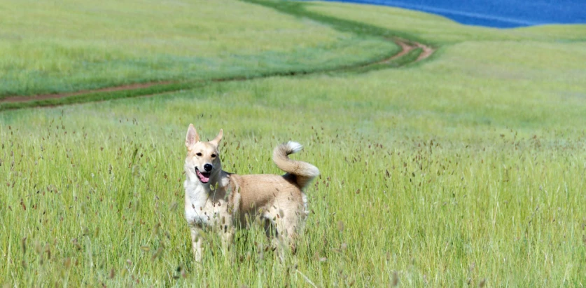 Canaan Dog in a meadow
