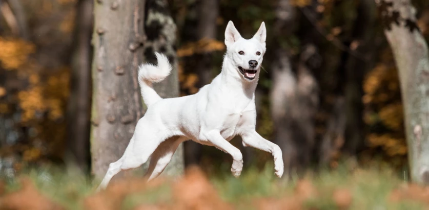 Canaan Dog leaping