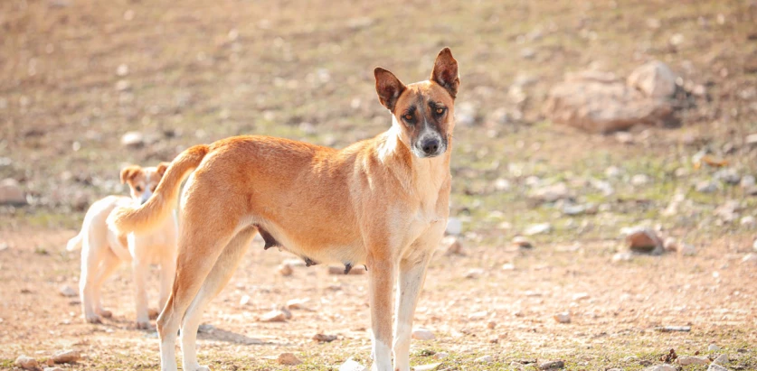 Canaan Dog standing