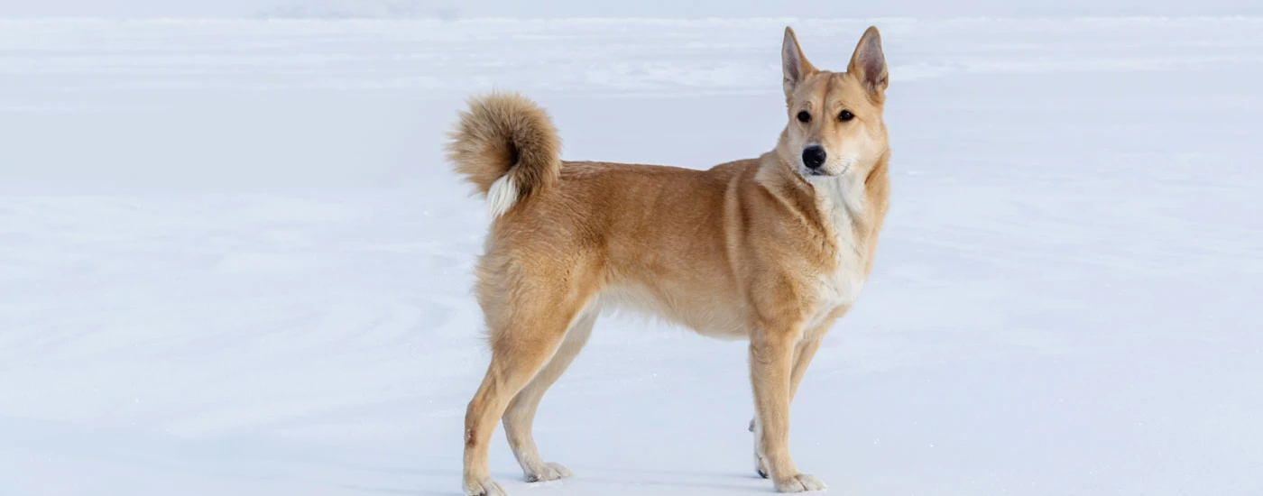 Canaan Dog standing in snow
