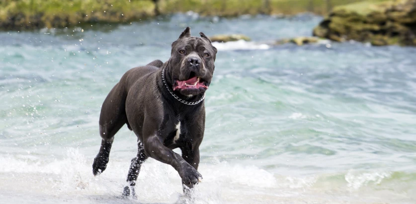 Cane Corso running in the water
