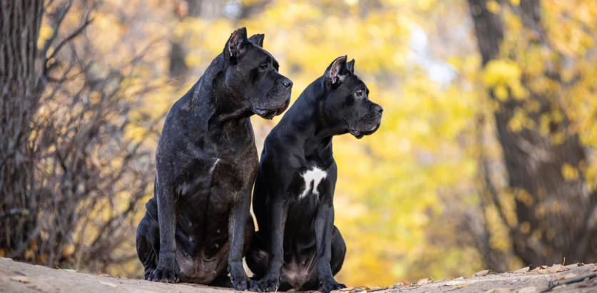 Cane Corso dogs sitting together