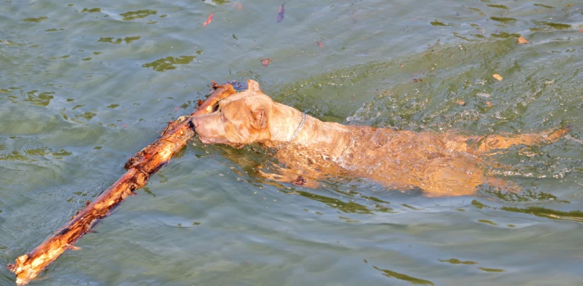 Catahoula Bulldog swimming