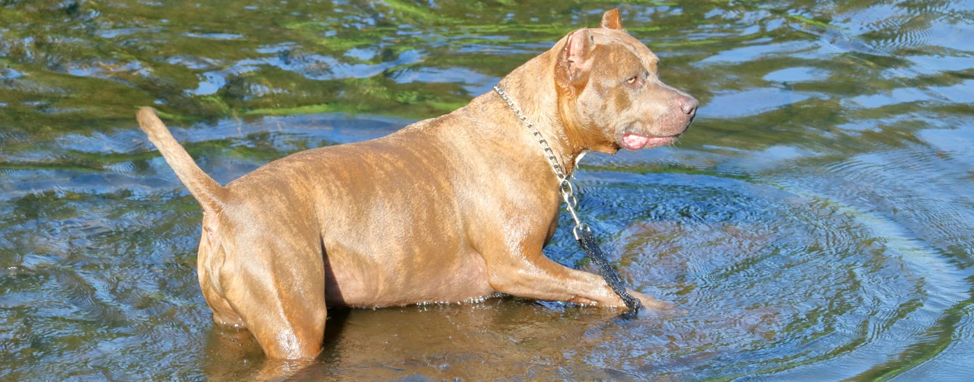 Catahoula Bulldog in the water