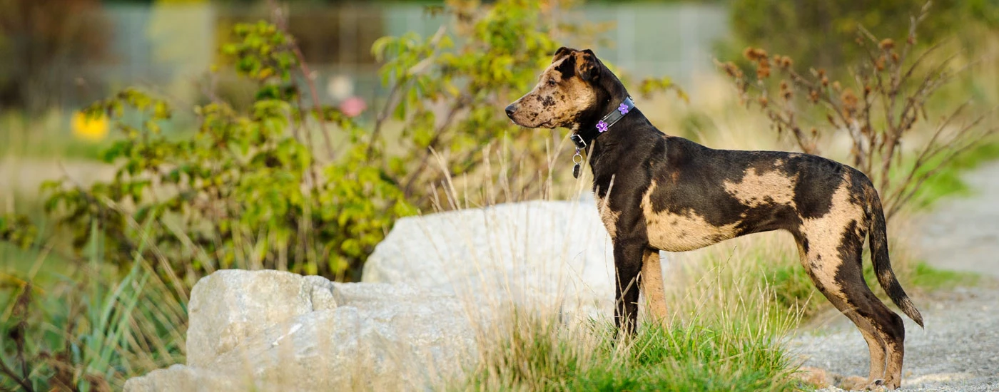 Catahoula Leopard Dog standing in an open area