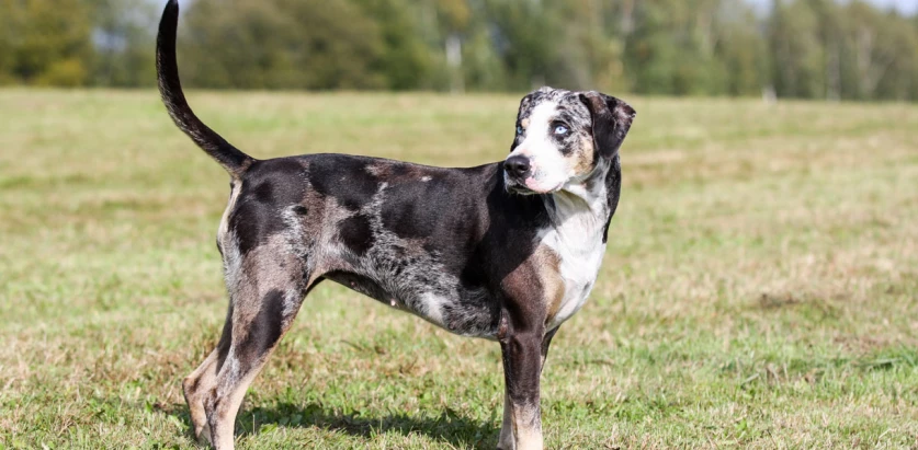Catahoula Leopard Dog standing on grass