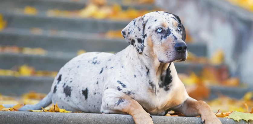 Catahoula Leopard Dog laying down on stairs