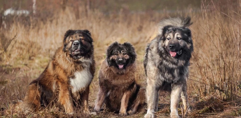 Caucasian Shepherd Dogs together