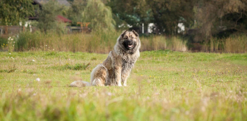 Caucasian Shepherd Dog sitting in a meadow