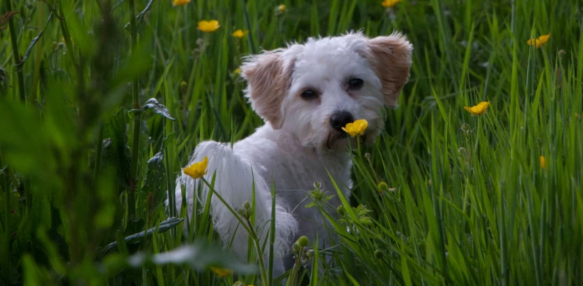 Cavachon surrounded by flowers