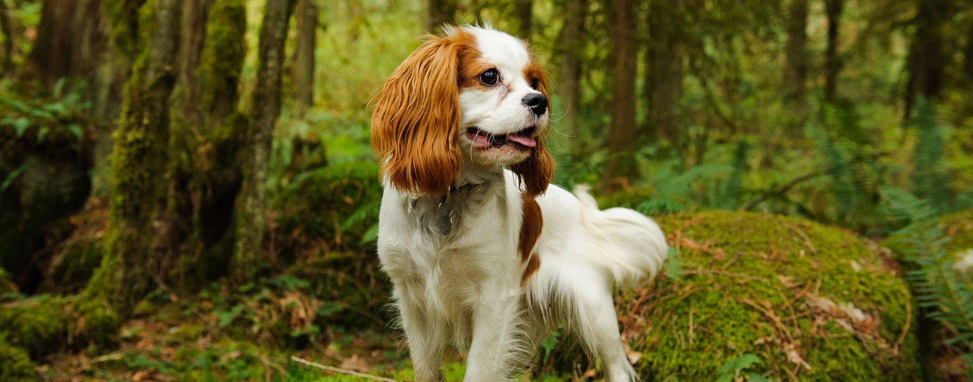 Cavalier King Charles Spaniel in the forest