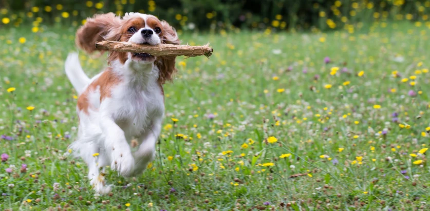 Cavalier King Charles Spaniel holding a stick