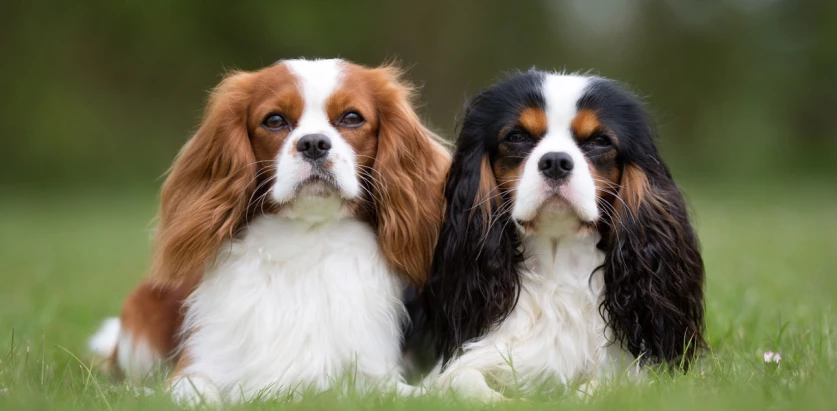 Cavalier King Charles Spaniel dogs sitting together