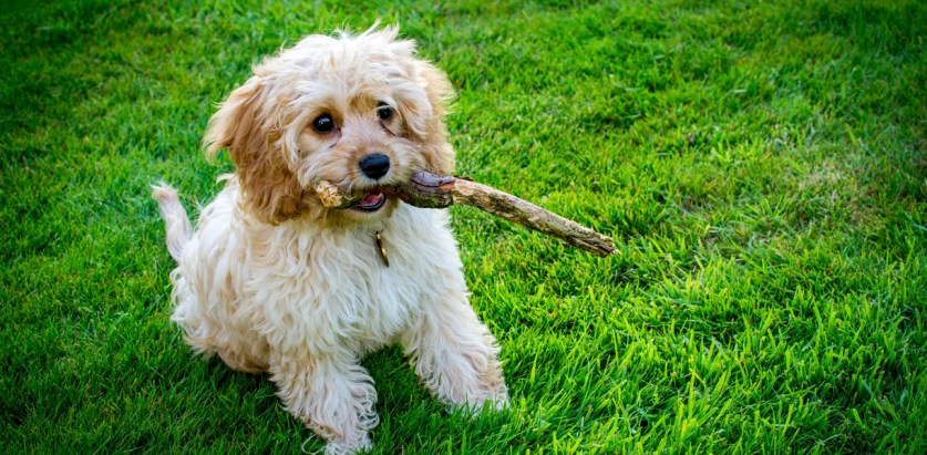 Cavapoo holding a stick