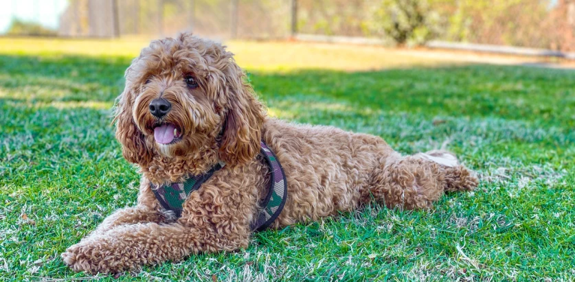 Cavapoo with harness laying down in a yard