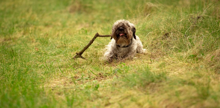 Cesky Terrier playing with a stick