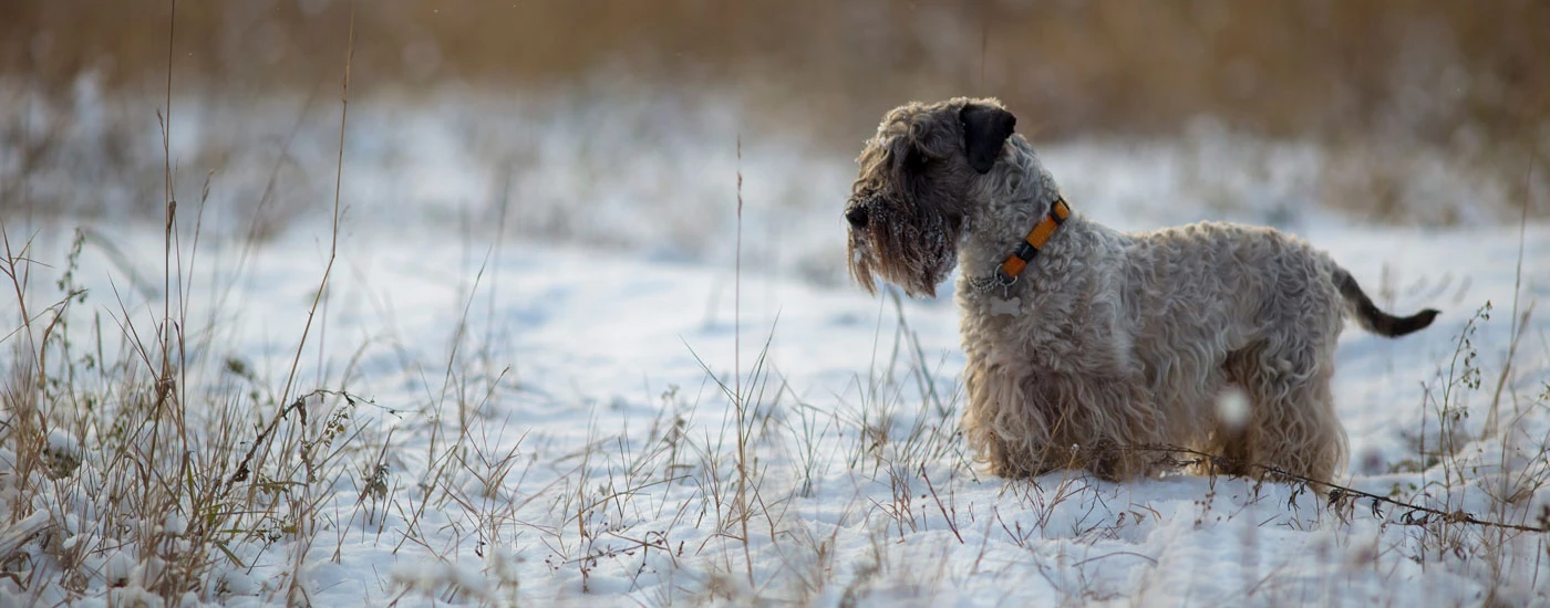 Cesky Terrier standing in snow