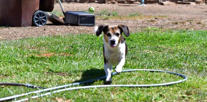 Cheagle running in the yard