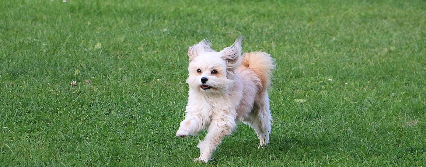 Chi Chi running in a field