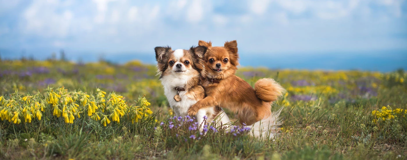 Chihuahua dogs hugging