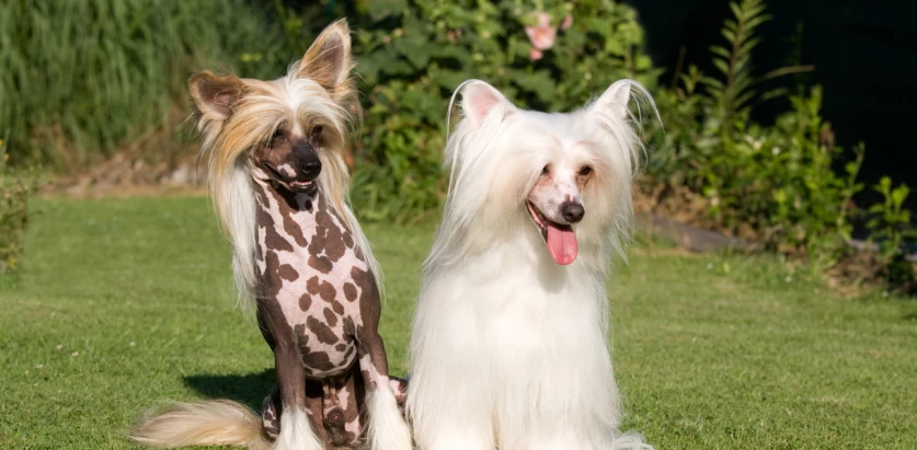 Chinese Crested sitting on grass