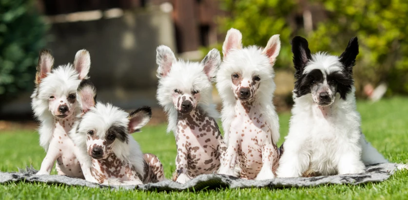 Chinese Crested dogs together