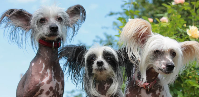 Chinese Crested dogs close up