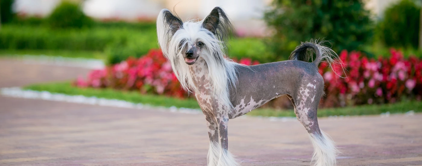 Chinese Crested standing in a yard