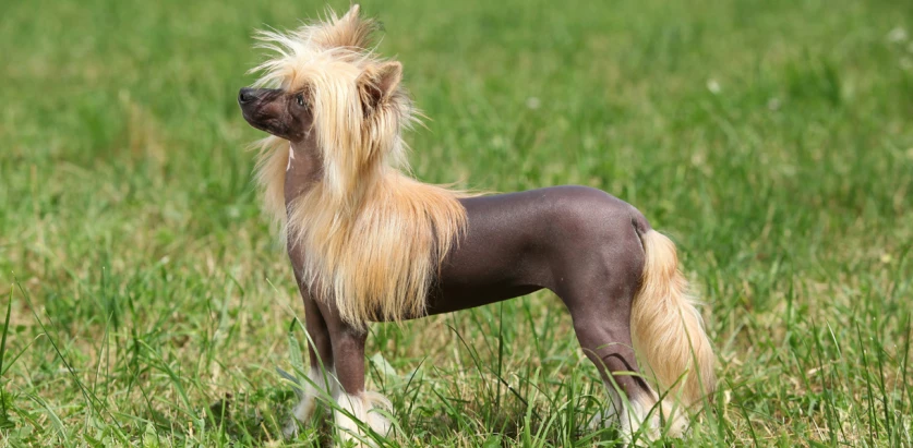 Chinese Crested standing in a meadow